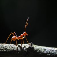 Ant Pest Control Somers