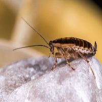 Cockroach Control Somers
