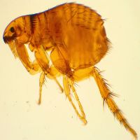 Flea Control Somers