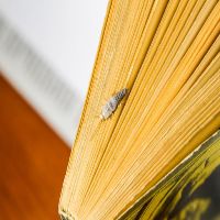 Silverfish Control Somers