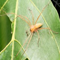 Spider Control Somers